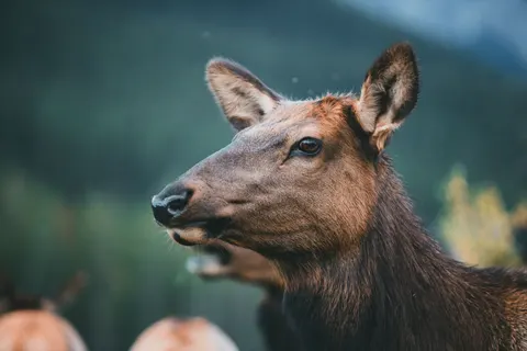Deer 4K Wallpaper · animals · 3840×2560