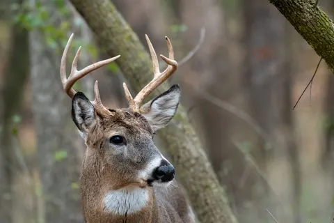 Fond d'écran Cerf 4K · animals · 3840×2560