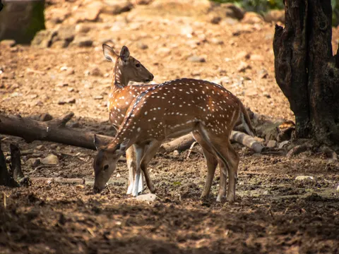 Deer 4K Wallpaper · animals · 3840×2880
