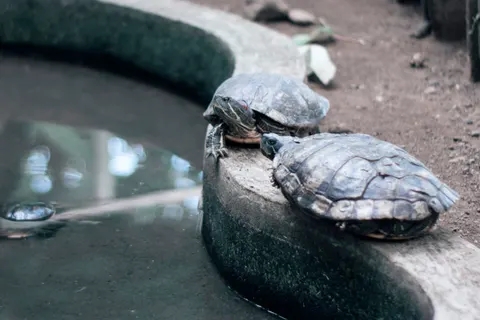 Swimming Turtle 4K Wallpaper · underwater · 3840×2560