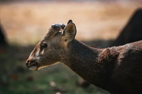 Deer 4K Wallpaper · animals · 3840×2560