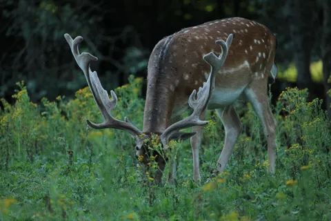Deer 4K Wallpaper · animals · 3840×2560