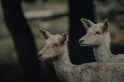 鹿 4K壁紙 · animals · 3840×2560