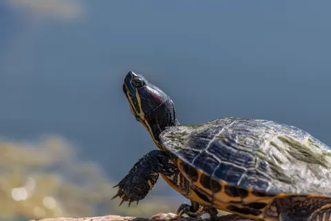 Wallpaper Penyu Berenang 4K · underwater · 3840×2560