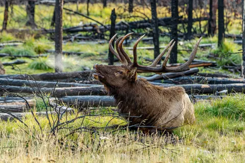Deer 4K Wallpaper · animals · 3840×2560