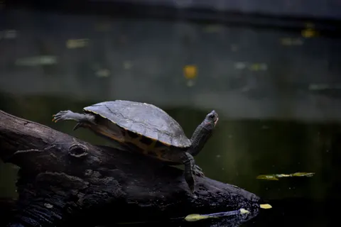 Wallpaper Penyu Berenang 4K · underwater · 3840×2560