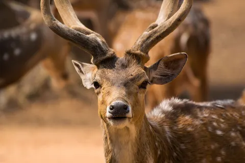 Deer 4K Wallpaper · animals · 3840×2560