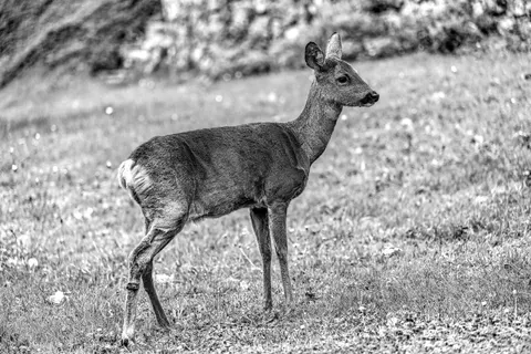 Deer 4K Wallpaper · animals · 3840×2558