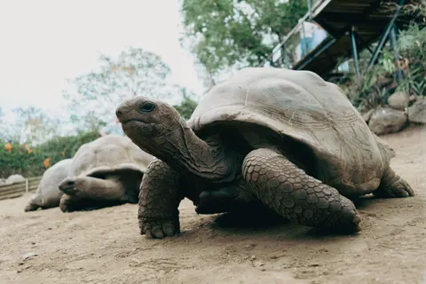 Fond d'écran Tortue qui nage 4K · underwater · 3840×2560