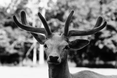 Deer 4K Wallpaper · animals · 3840×2560