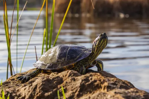 Swimming Turtle 4K Wallpaper · underwater · 3840×2560
