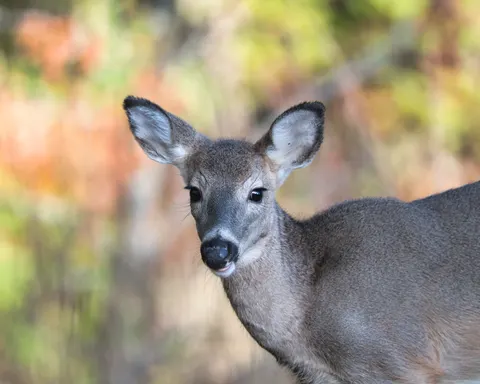 Deer 4K Wallpaper · animals · 3840×3072