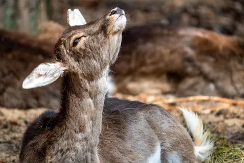 Hirsch 4K Hintergrundbild · animals · 3840×2560