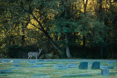 Deer 4K Wallpaper · animals · 3840×2560