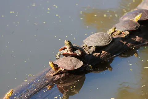 Swimming Turtle 4K Wallpaper · underwater · 3840×2560