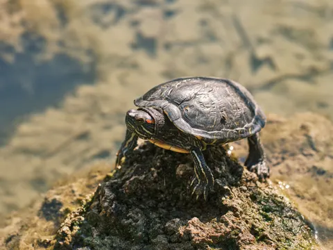 Swimming Turtle 4K Wallpaper · underwater · 3840×2880