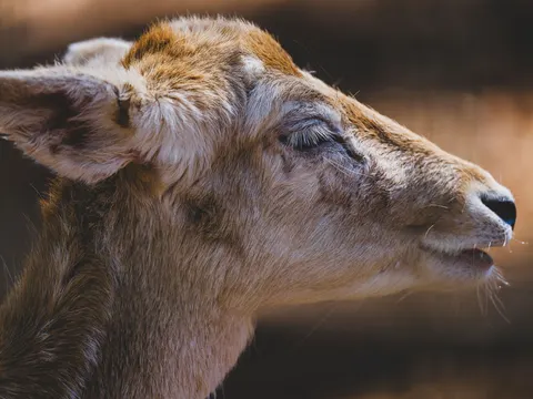 خلفية غزال بدقة 4K · animals · 3840×2880