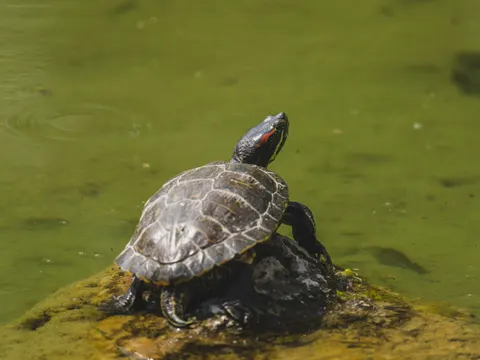 Wallpaper Penyu Berenang 4K · underwater · 3840×2880