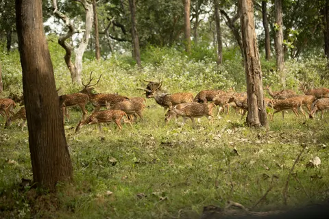 Deer 4K Wallpaper · animals · 3840×2560