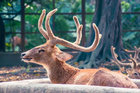 Deer 4K Wallpaper · animals · 3840×2560
