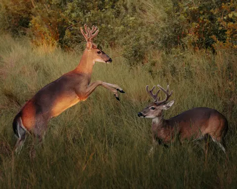Deer 4K Wallpaper · animals · 3840×3072