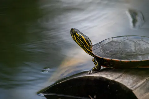 Swimming Turtle 4K Wallpaper · underwater · 3840×2560