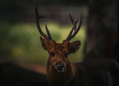 Deer 4K Wallpaper · animals · 3840×2770