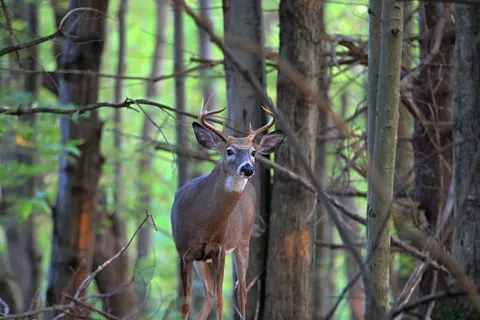 Deer 4K Wallpaper · animals · 3840×2560