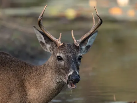 Hirsch 4K Hintergrundbild · animals · 3840×2880