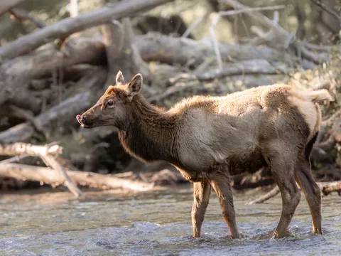 خلفية غزال بدقة 4K · animals · 3840×2880