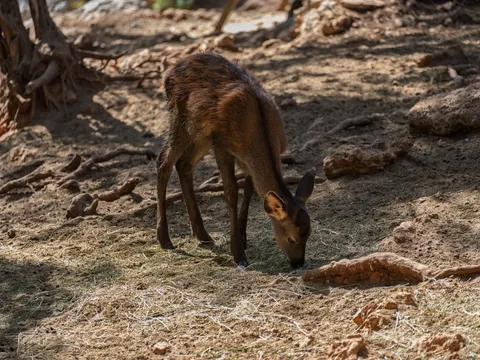 Deer 4K Wallpaper · animals · 3840×2880