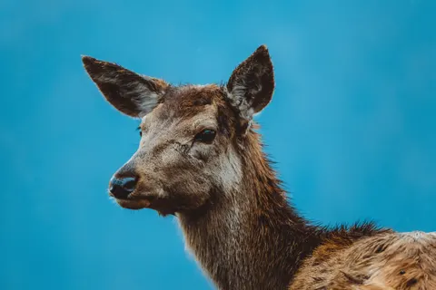 Hirsch 4K Hintergrundbild · animals · 3840×2560