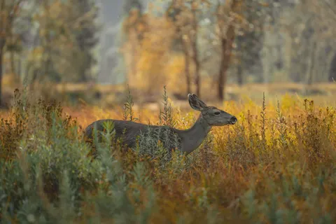 Fond d'écran Cerf 4K · animals · 3840×2560
