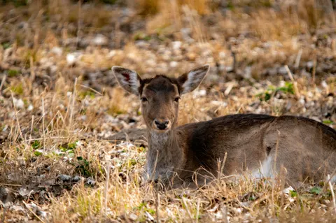 Deer 4K Wallpaper · animals · 3840×2550