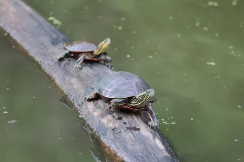 Swimming Turtle 4K Wallpaper · underwater · 3840×2560