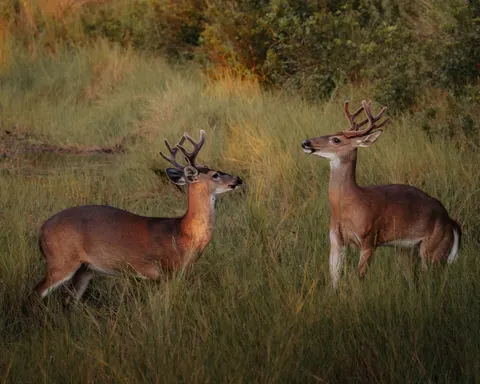 Deer 4K Wallpaper · animals · 3840×3072