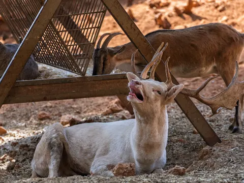 Deer 4K Wallpaper · animals · 3840×2880