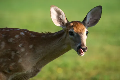 Deer 4K Wallpaper · animals · 3840×2560