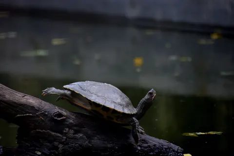 Wallpaper Penyu Berenang 4K · underwater · 3840×2560