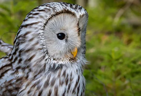 خلفية بومة بدقة 4K · animals · 3840×2621