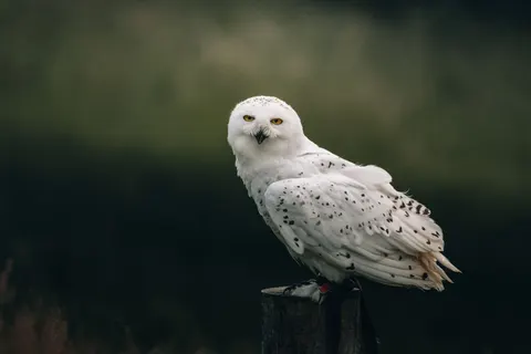 Owl 4K Wallpaper · animals · 3840×2560