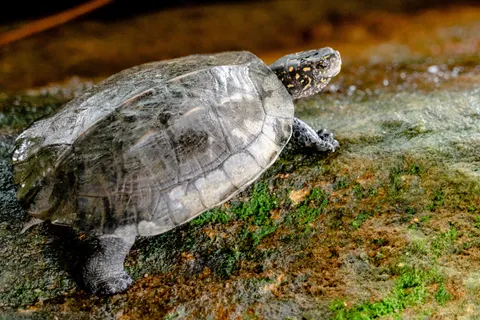 Swimming Turtle 4K Wallpaper · underwater · 3840×2563