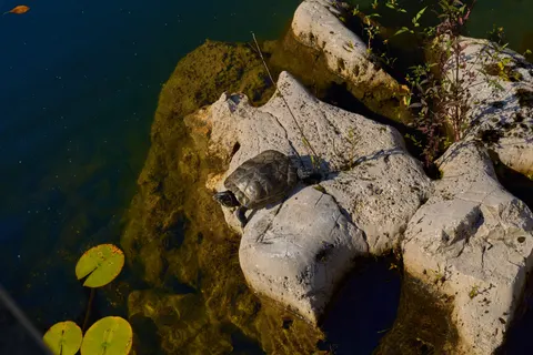 Wallpaper Penyu Berenang 4K · underwater · 3840×2560