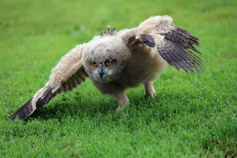 Fond d'écran Hibou 4K · animals · 3840×2560