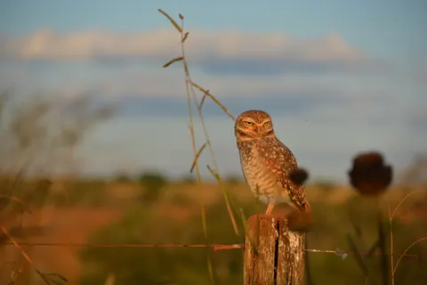 خلفية بومة بدقة 4K · animals · 3840×2560