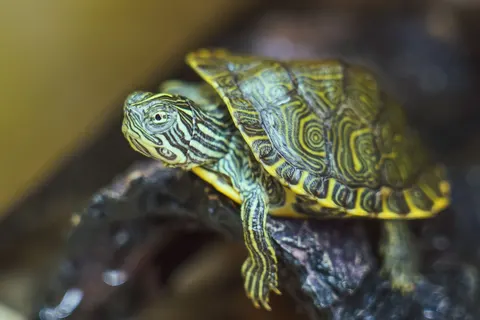 Swimming Turtle 4K Wallpaper · underwater · 3840×2563
