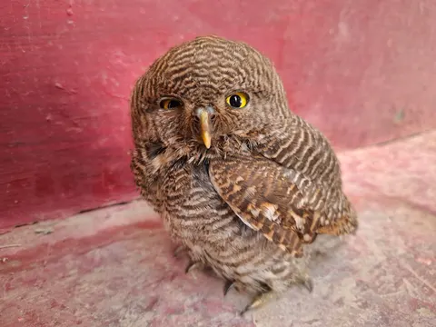 猫头鹰 4K壁纸 · animals · 3840×2880