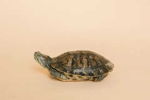 Swimming Turtle 4K Wallpaper · underwater · 3840×2560