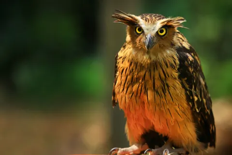 Owl 4K Wallpaper · animals · 3840×2560