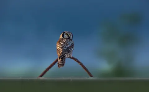 Обои Сова 4K · animals · 3840×2363